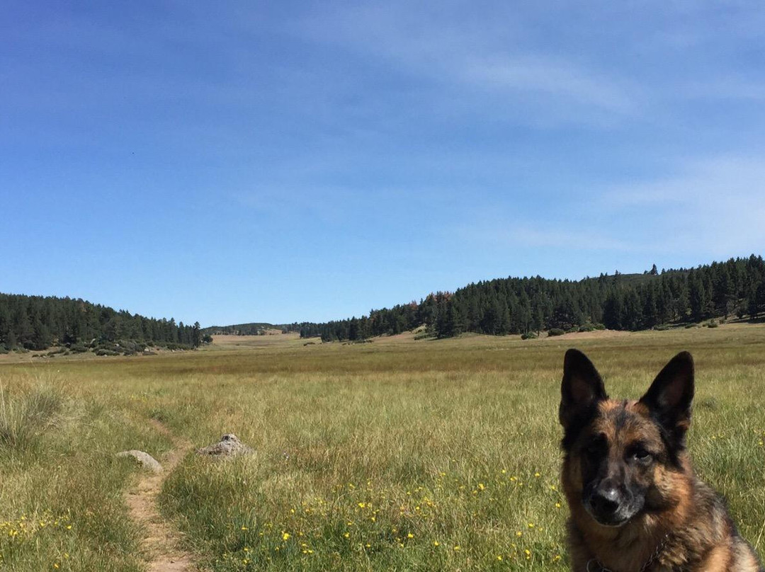 Laguna Mountain Recreation Area-Mount Laguna必去景点