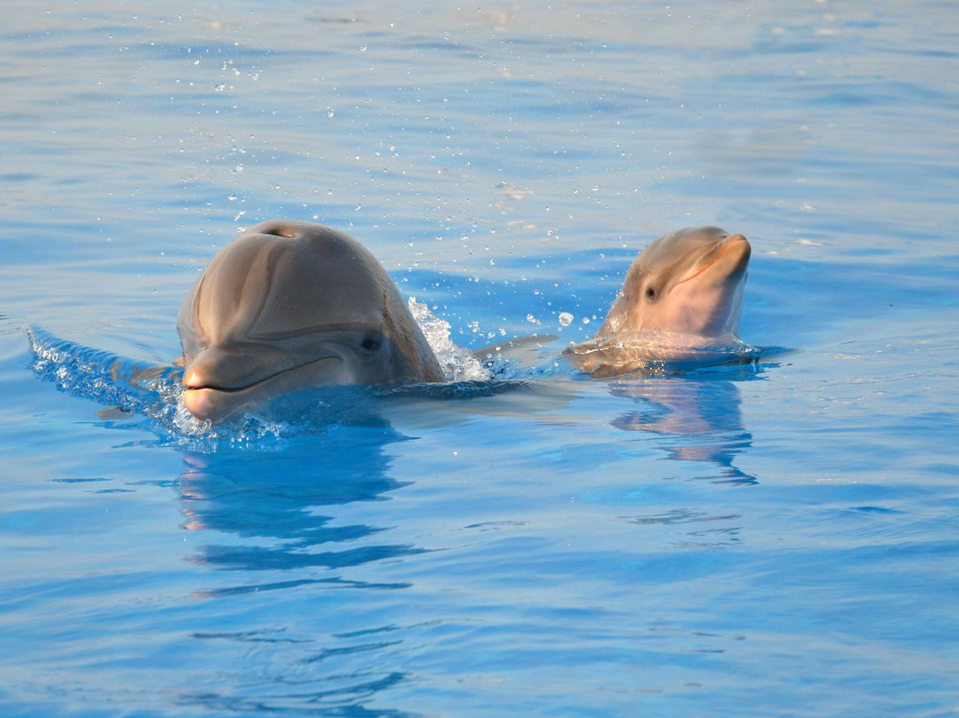 Marineland Dolphin Adventure-Marineland必去景点
