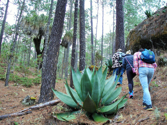 Zapotrek-瓦哈卡必去景点