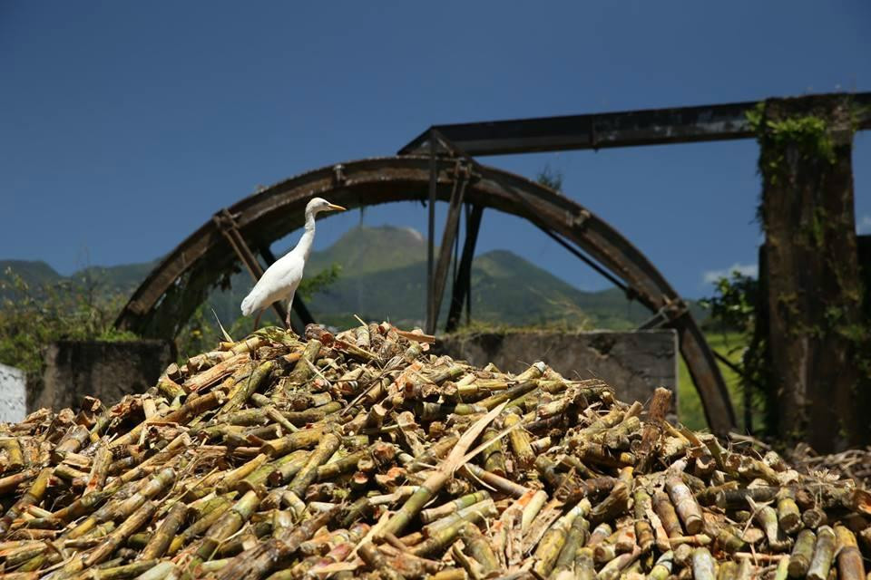 Distillerie Bologne-Basse-Terre必去景点
