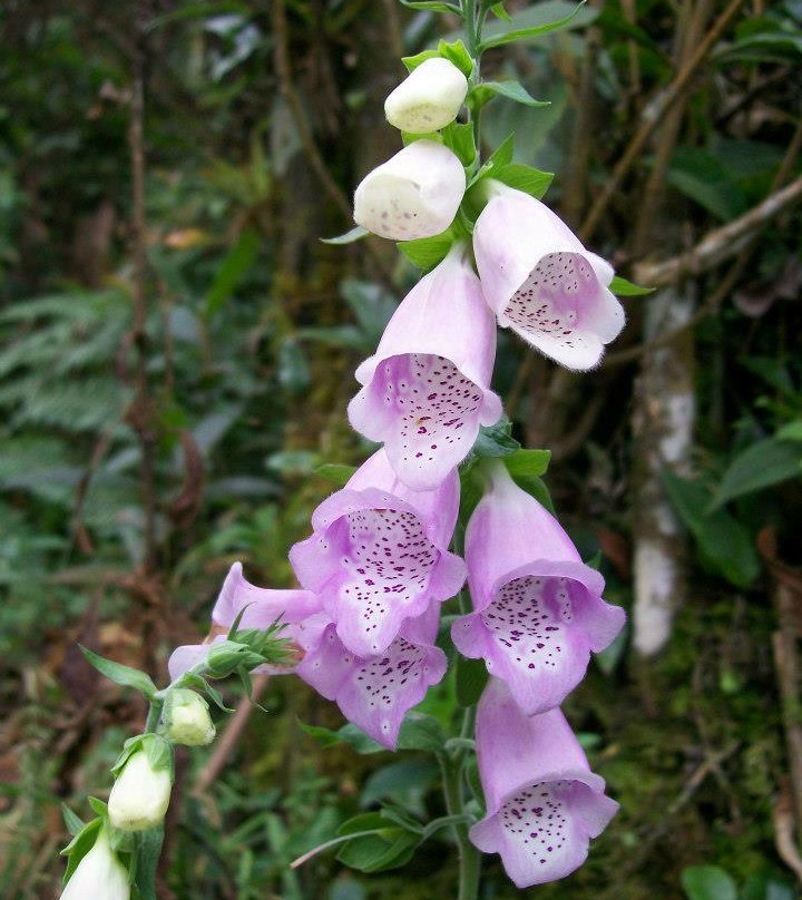 Sendero Ecoturistico-Cundinamarca Department必去景点