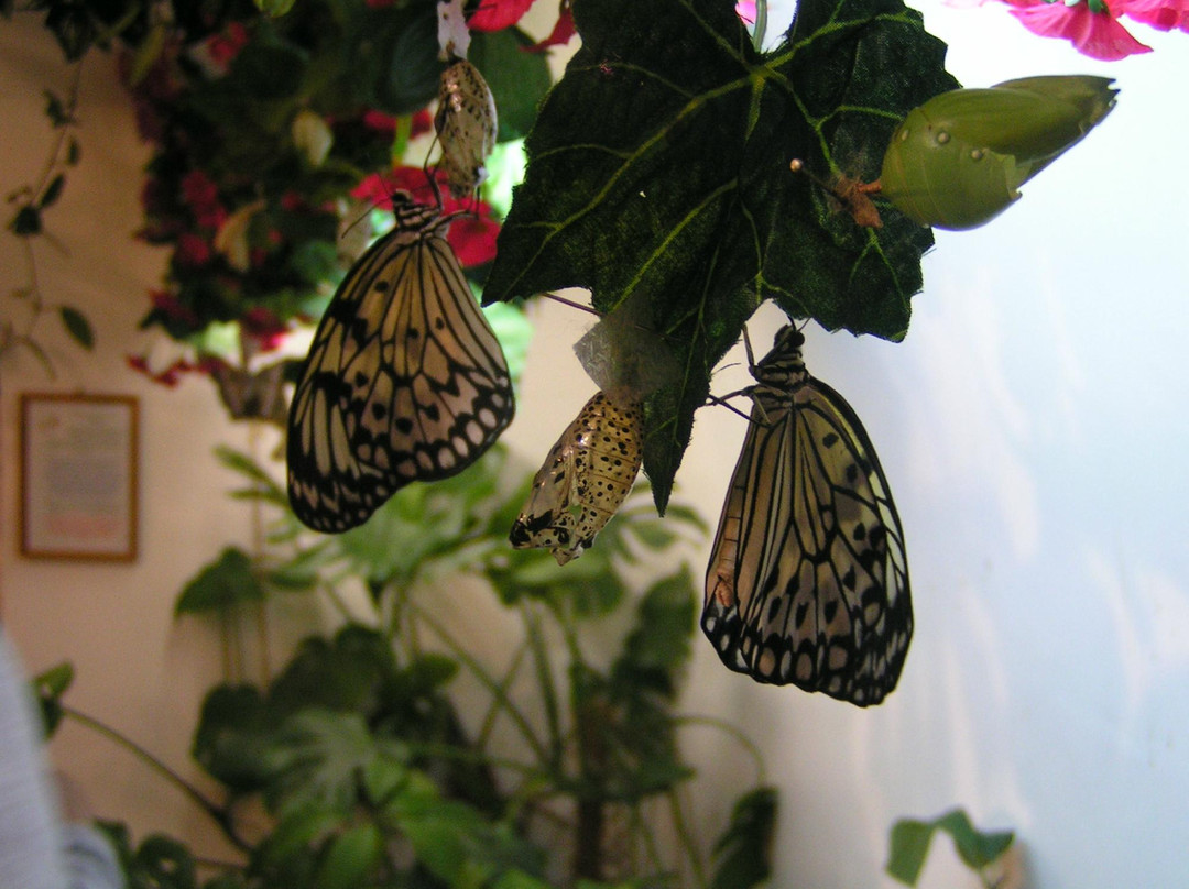 Tropical Butterflies Garden Mindo景点图片
