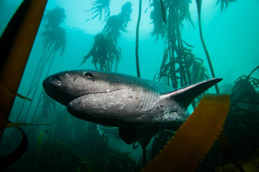 Pisces Divers-西门镇必去景点