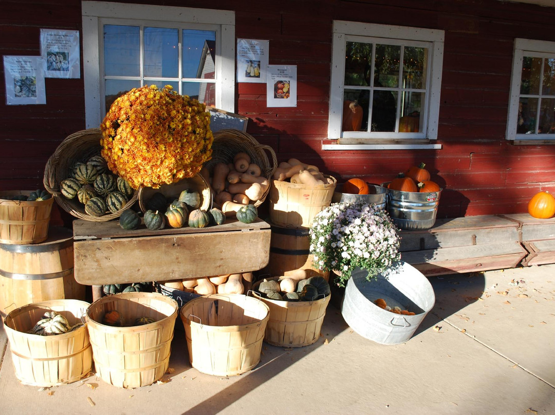 Treinen Farm Corn Maze and Pumpkin Patch-Lodi必去景点