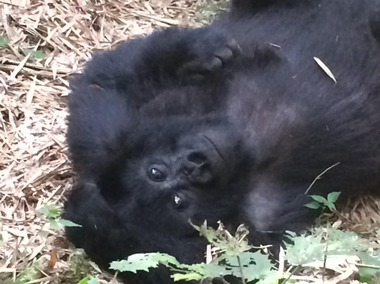 Rwanda Eco-Tours - Short Gorilla Trek