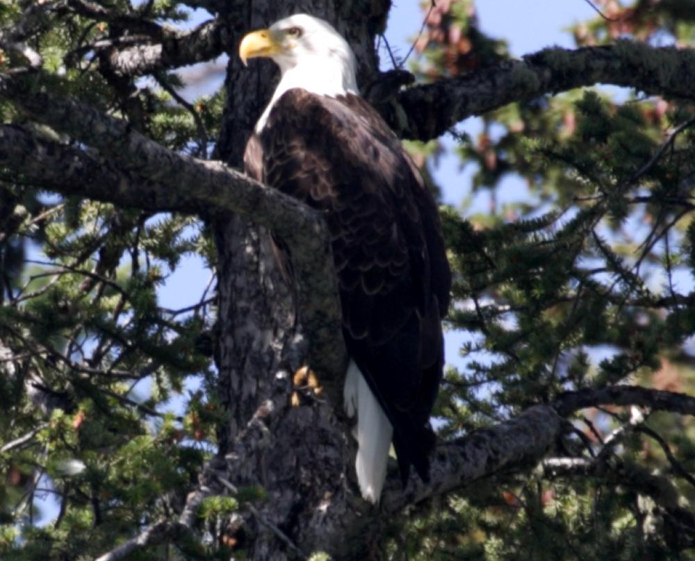 Lake Minnewanka Cruise-班夫必去景点