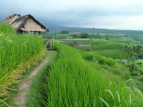 巴厘岛日间徒步游-水明漾必去景点