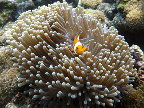 巴厘冒险水肺潜水-水明漾必去景点