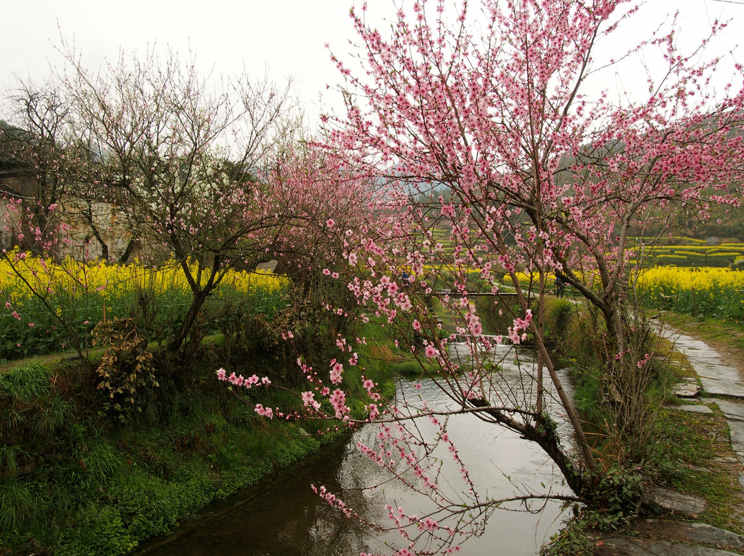婺源油菜花地-婺源县必去景点