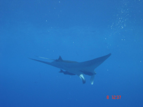 Red Sea Elite Diving-沙姆沙伊赫必去景点