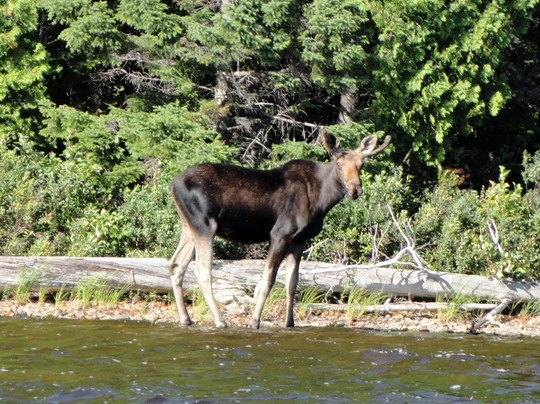 Moose Country Safaris-Sangerville必去景点