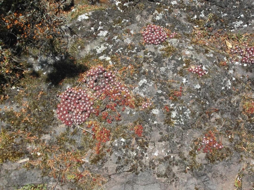 Barnhill Rock Garden-敦提必去景点