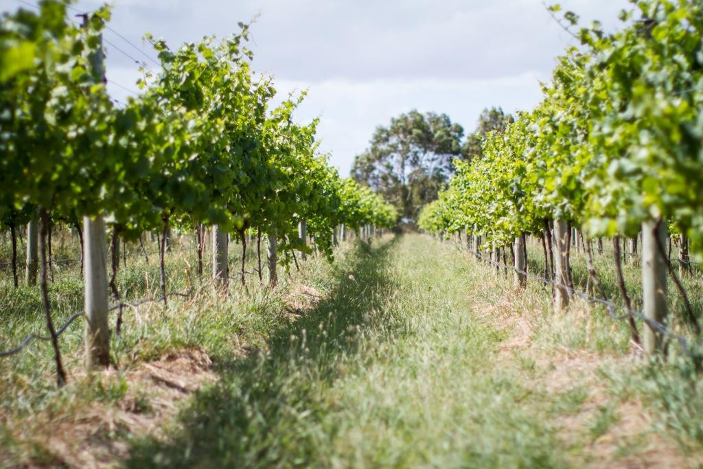 Purple Hen Winery景点图片