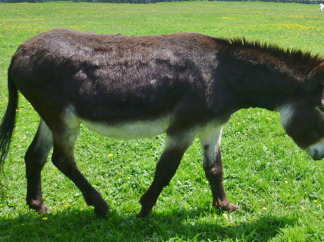 Freshfields Donkey Village