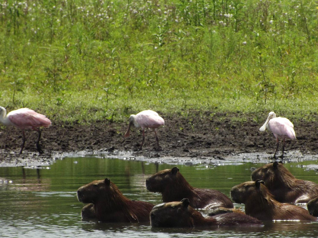 Estrada Parque do Pantanal-科龙巴必去景点