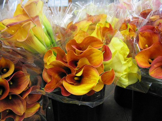 San Francisco Flower Mart-旧金山必去景点