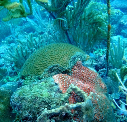 R & Sea Diver's Company-克朗波因特必去景点