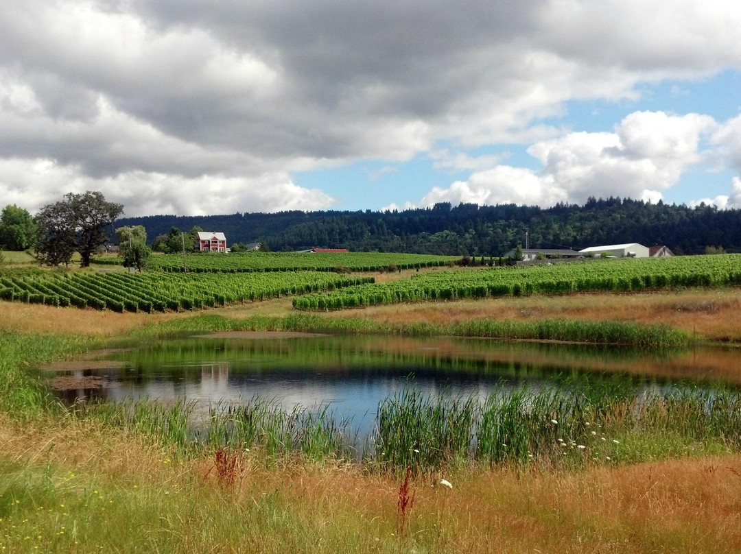 Adelsheim Vineyard景点图片