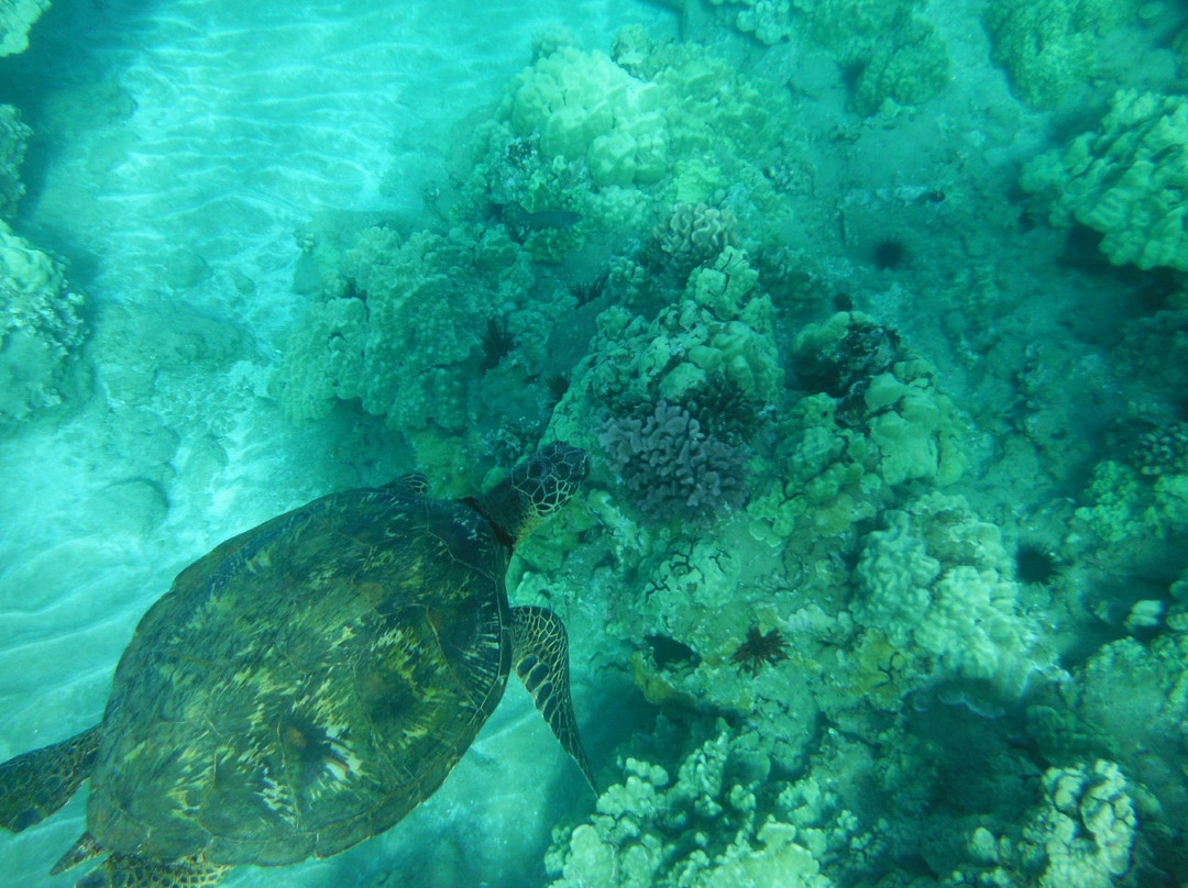 Hawaiian Paddle Sports-拉海纳必去景点