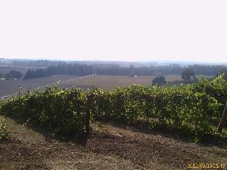 Ankeny Vineyard-塞勒姆必去景点