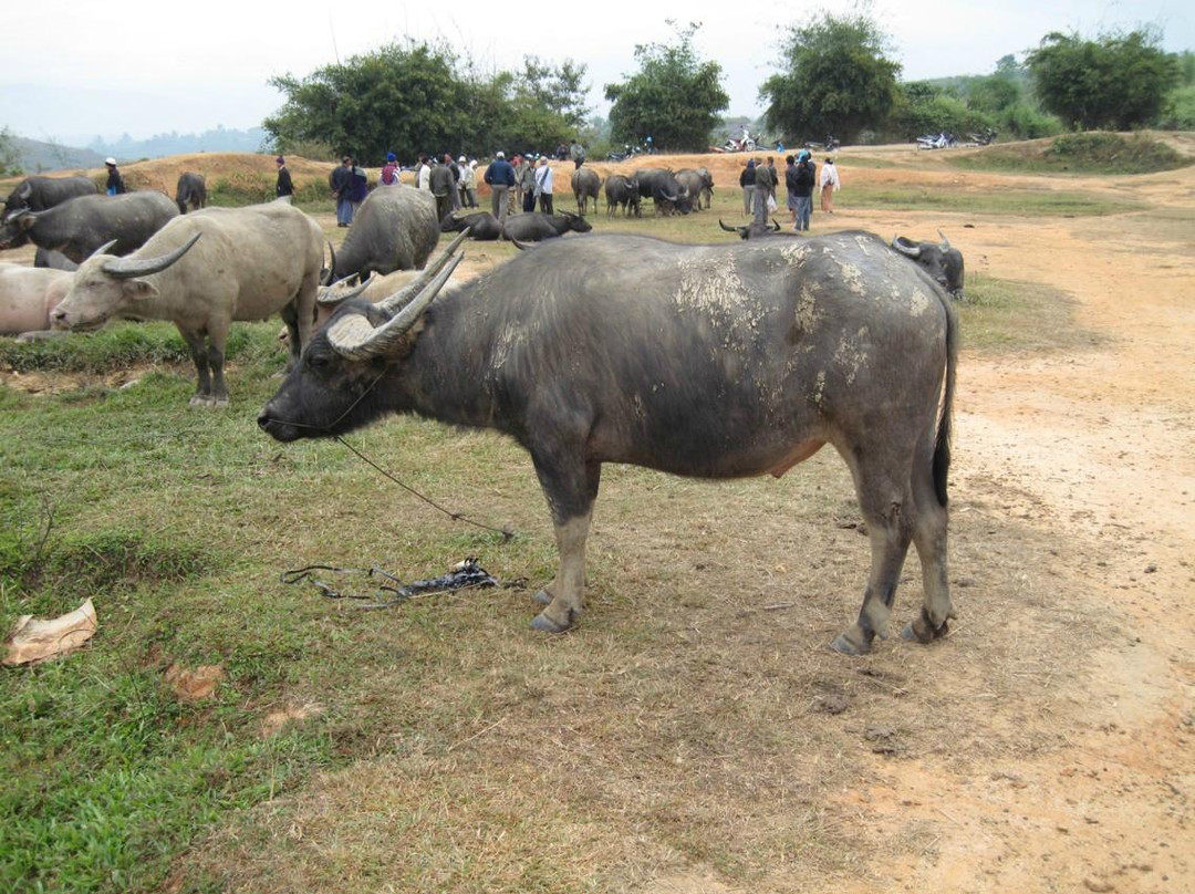 Water Buffalo Market-Kengtung必去景点
