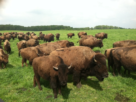 Wild Winds Buffalo Preserve景点图片