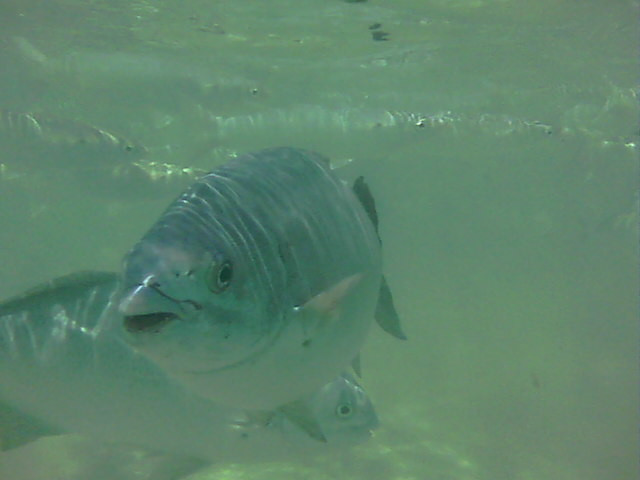 Ned's Beach-豪勋爵群岛必去景点
