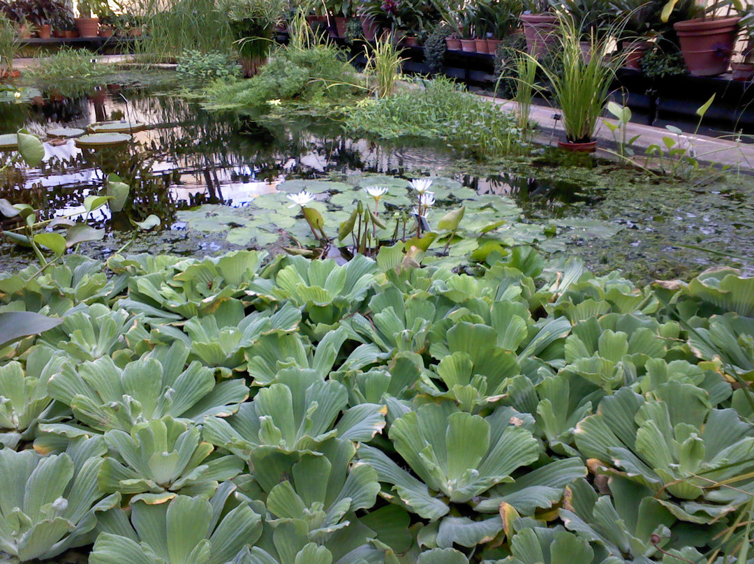 University of Oxford Botanic Garden-牛津必去景点