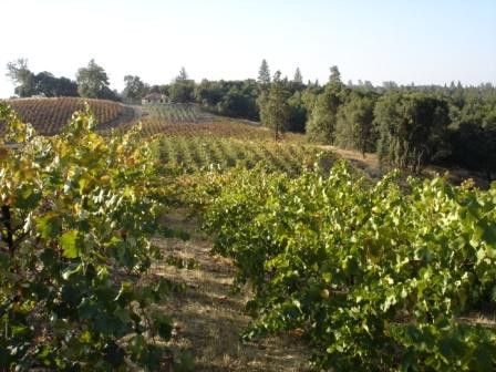 Il Gioiello Winery and Morse Wines景点图片