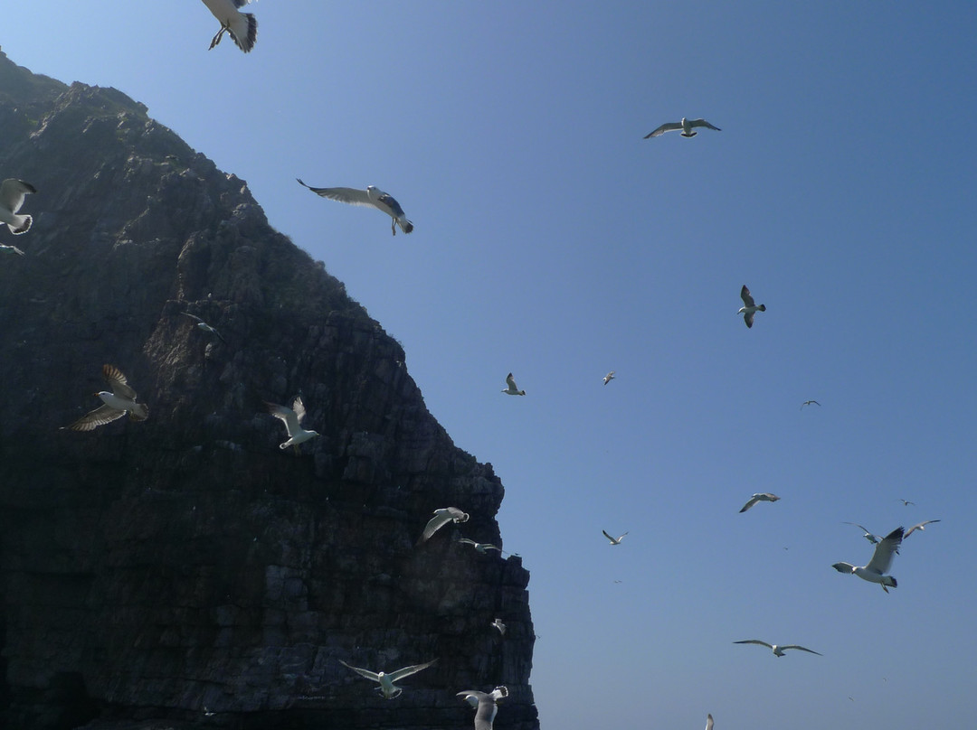 烟台长岛万鸟岛-长岛县必去景点