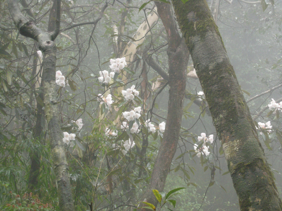 郴州莽山国家森林公园-宜章县必去景点