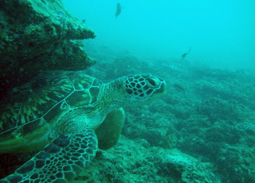 Baracuda Scuba Safaris