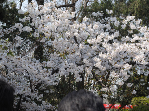 上海中山公园-上海市必去景点