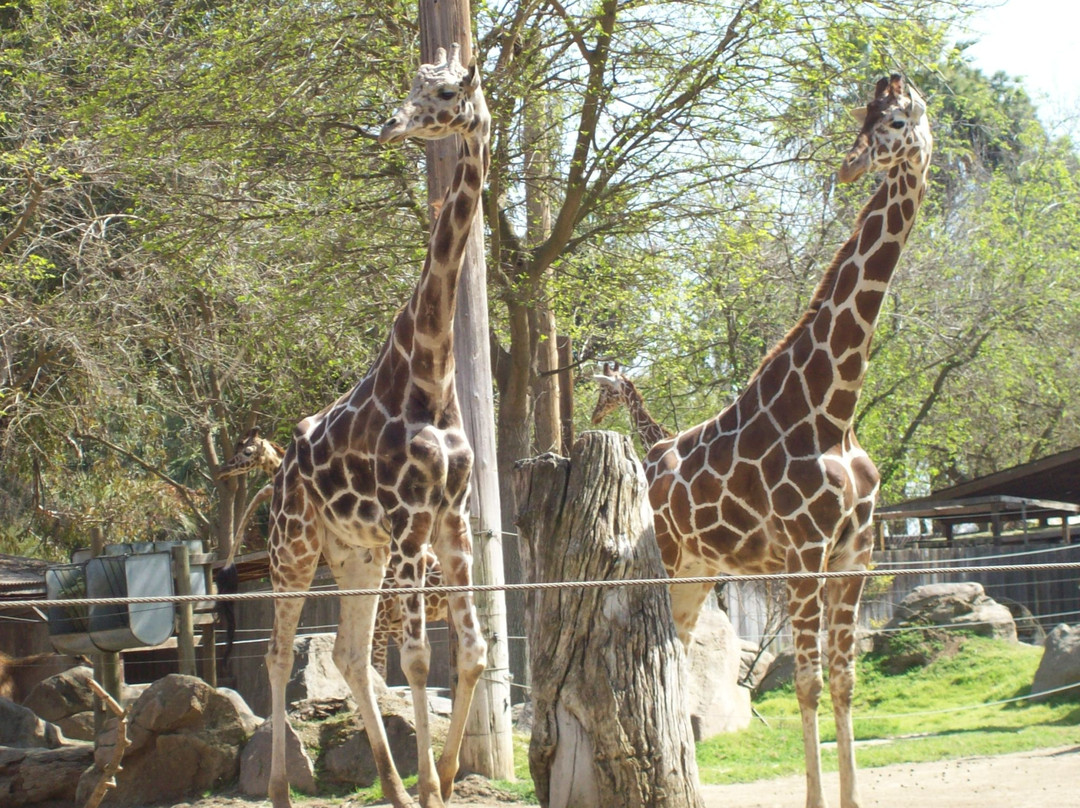 弗雷斯诺查菲动物公园-弗雷斯诺必去景点