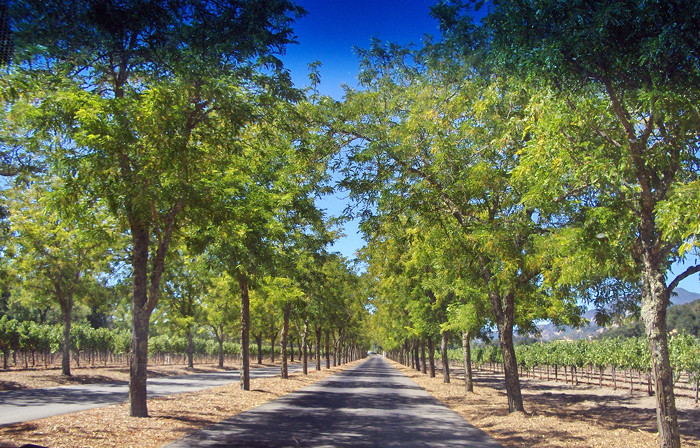史特林酒庄-卡利斯托加必去景点