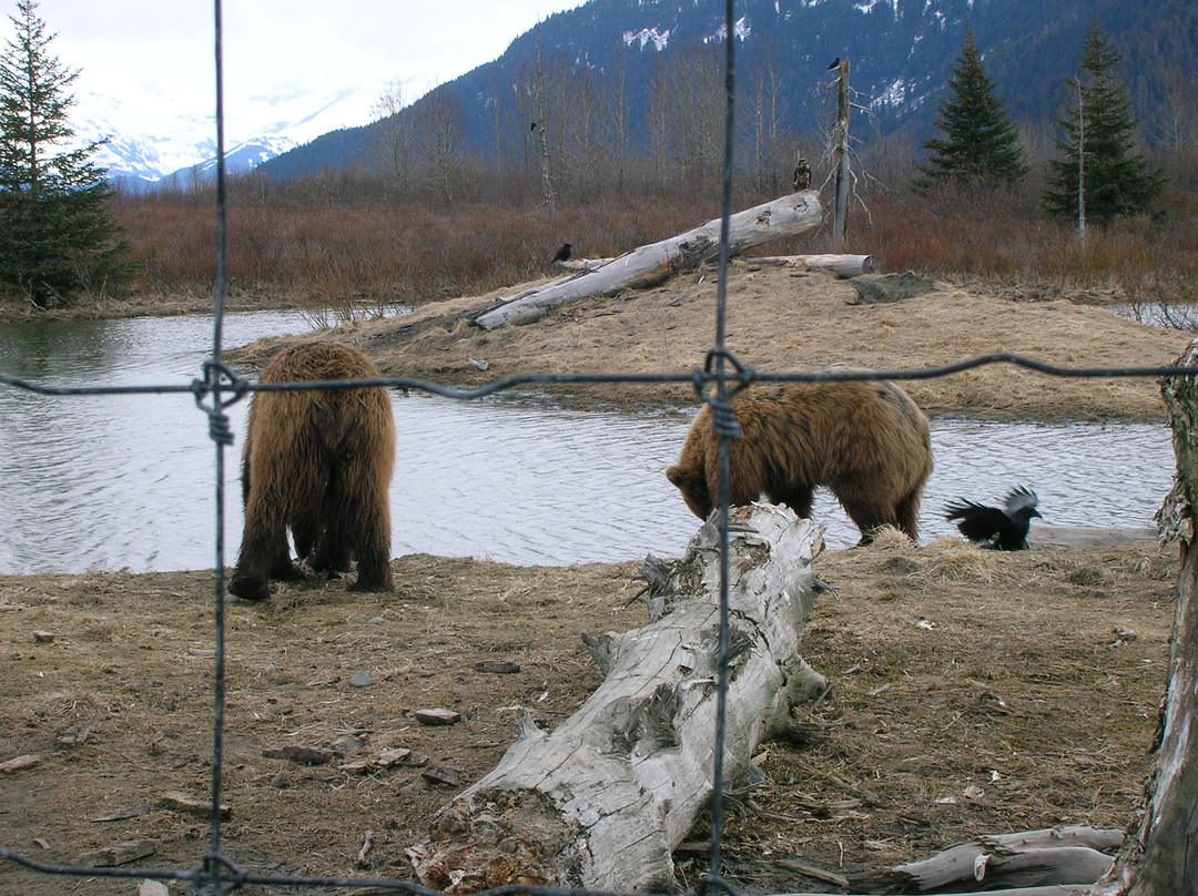 Alaska Wildlife Conservation Center景点图片