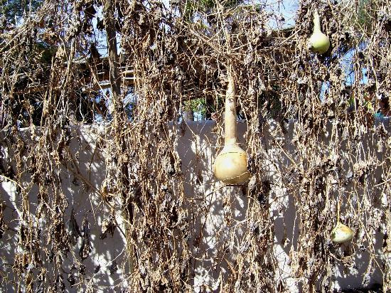 Tohono Chul-图森必去景点