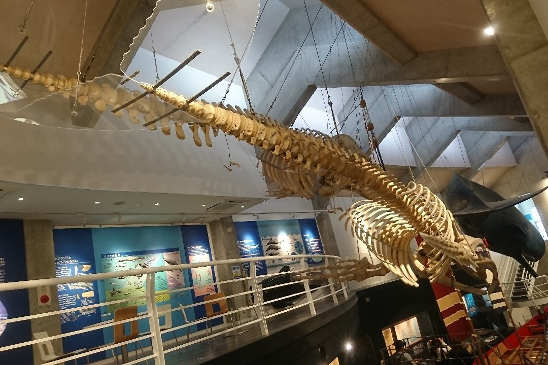 Whale Museum景点图片