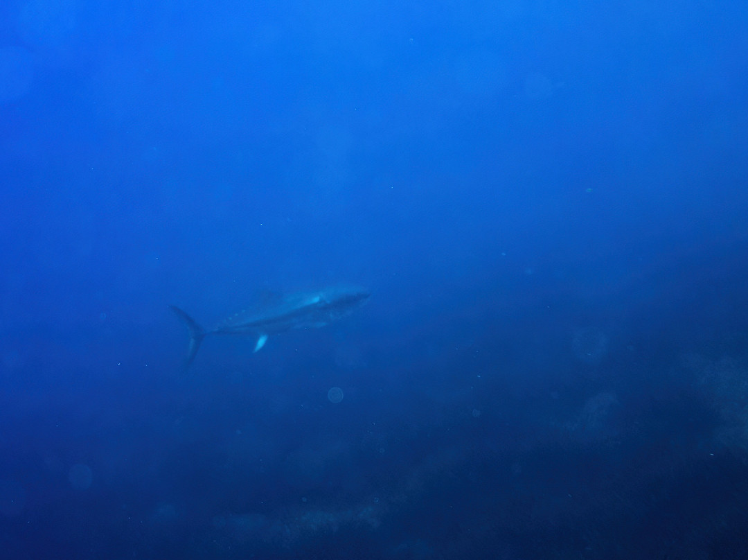 Tramuntana Diving & Adventure景点图片