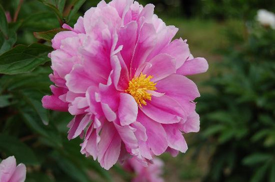 上海植物园-上海市必去景点