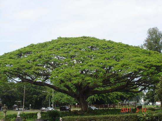 莉莉乌卡拉尼公园-希洛必去景点