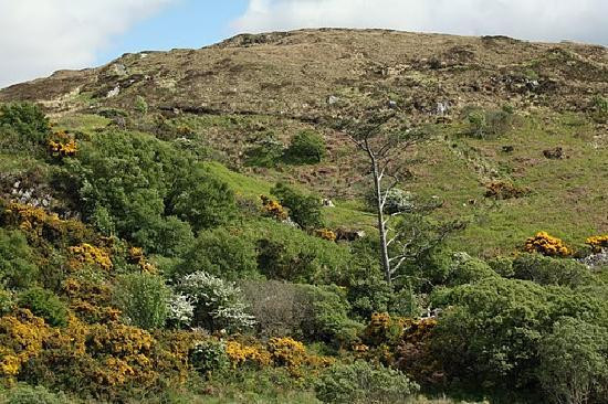 Connemara National Park & Visitor Centre景点图片