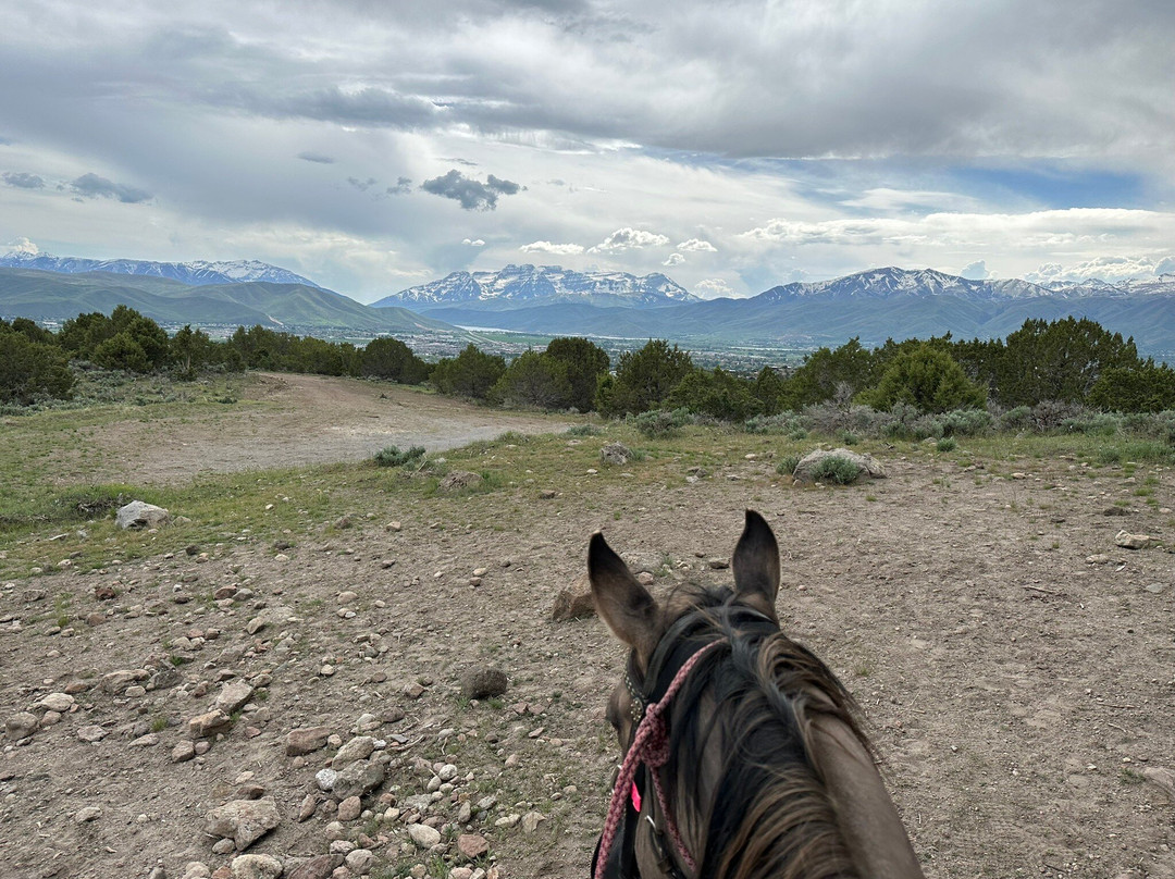 KB Horses-希伯城必去景点