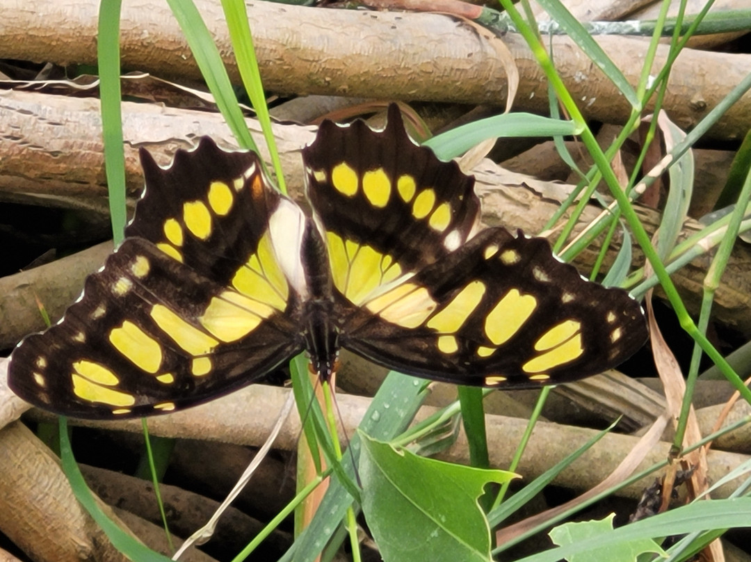 La serre aux papillons景点图片