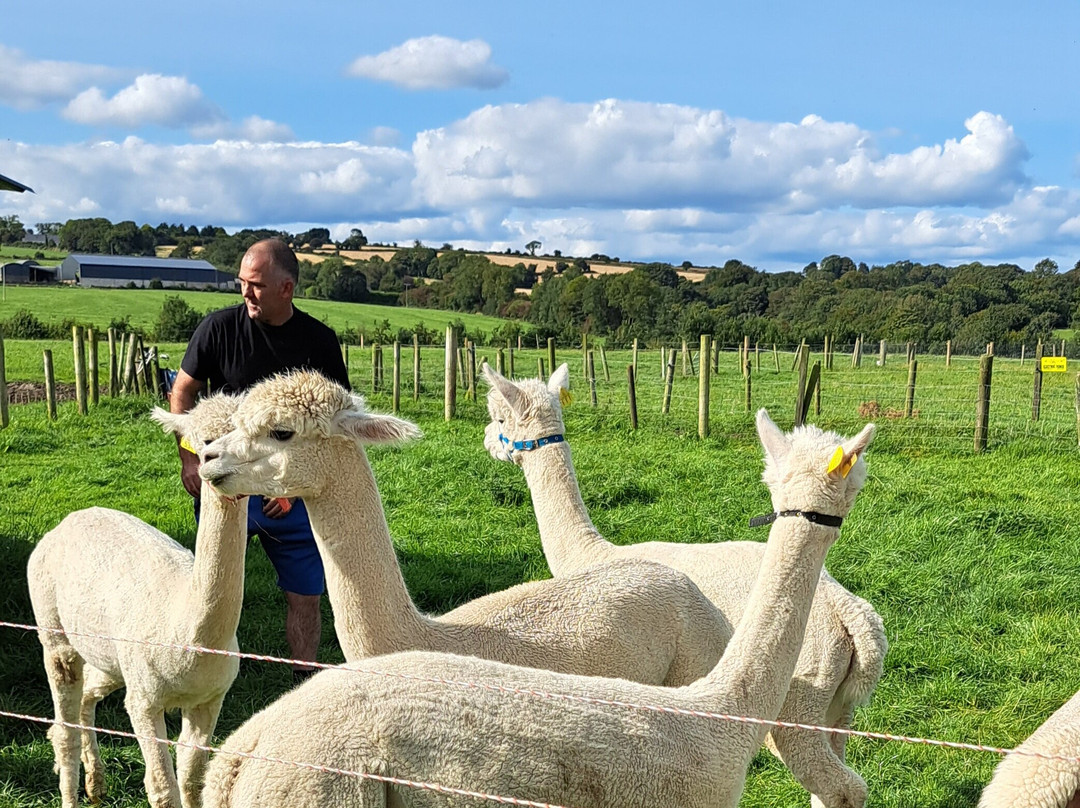 Alpaca Lodge景点图片