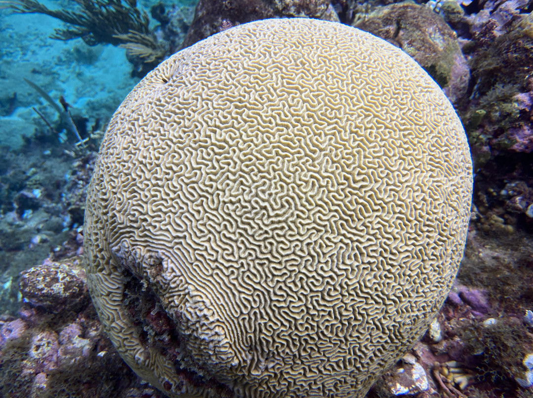 Nautica Plongee Caraibes-Pointe-Noire必去景点