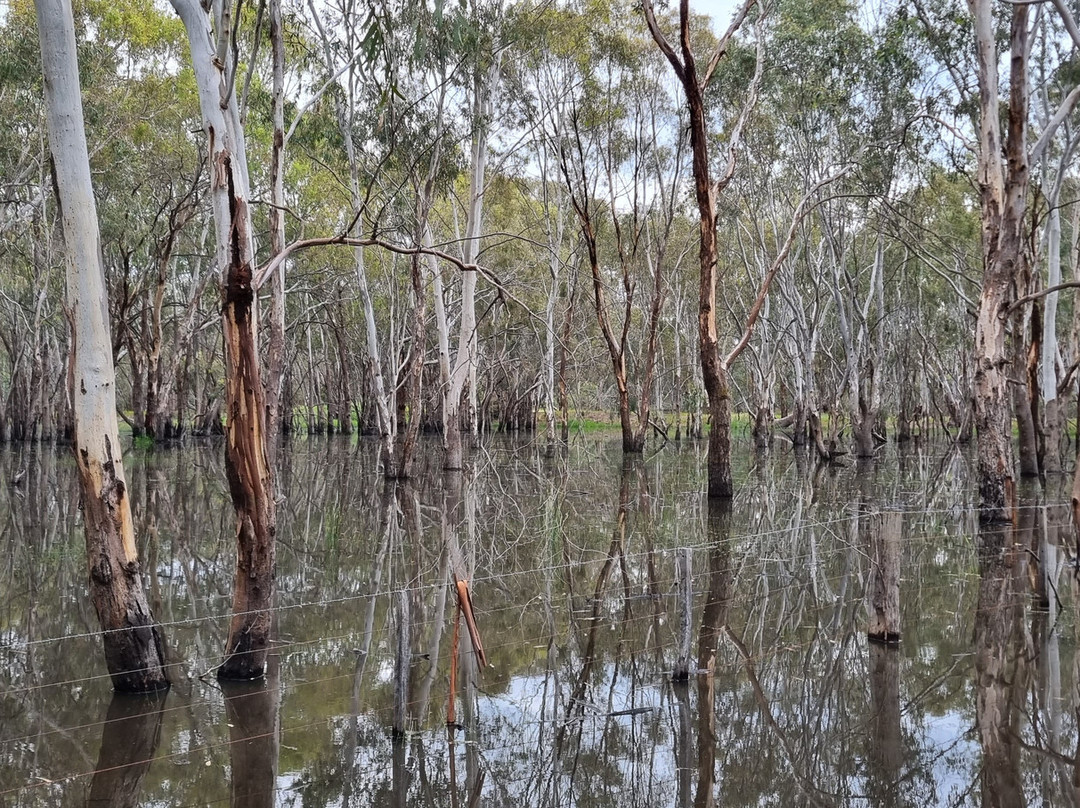 Kinnairds Wetland-Numurkah必去景点