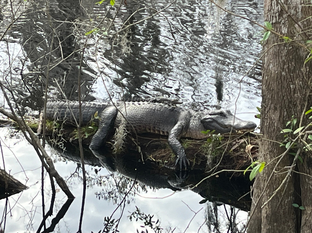 Osceola Schools Environmental Study Center-基西米必去景点