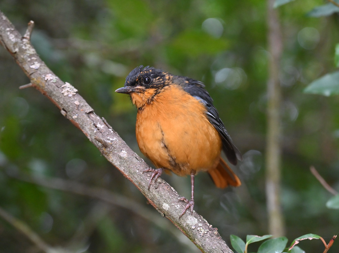 Reflections Eco Reserve主图