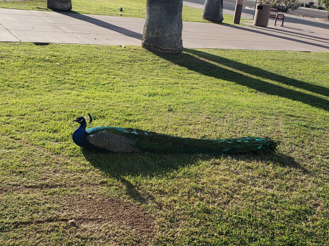 Xeriscape Botanical Gardens-格兰岱尔必去景点